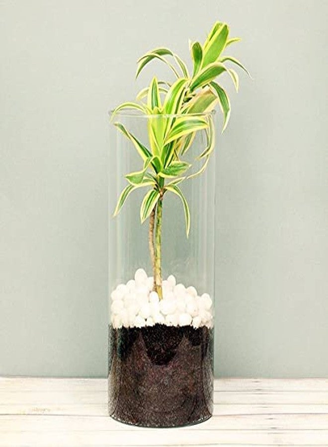 Power Stone Decorative Large Size Polished Marble Stone Pebbles for Plant Pots Vase Fillers Aquarium Home Decor Garden Decoration (Snow White, Dia: 25-35mm, 2 Kg) - Image 3